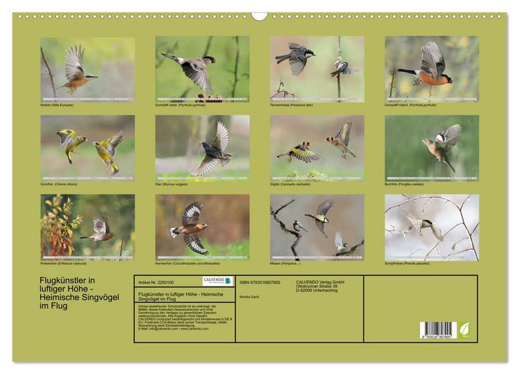 Produktbild: Flugk&uuml;nstler in luftiger H&ouml;he - Heimische Singv&ouml;gel im Flug (Wandkalender 2027 DIN A2 quer), CALVENDO Monatskalender