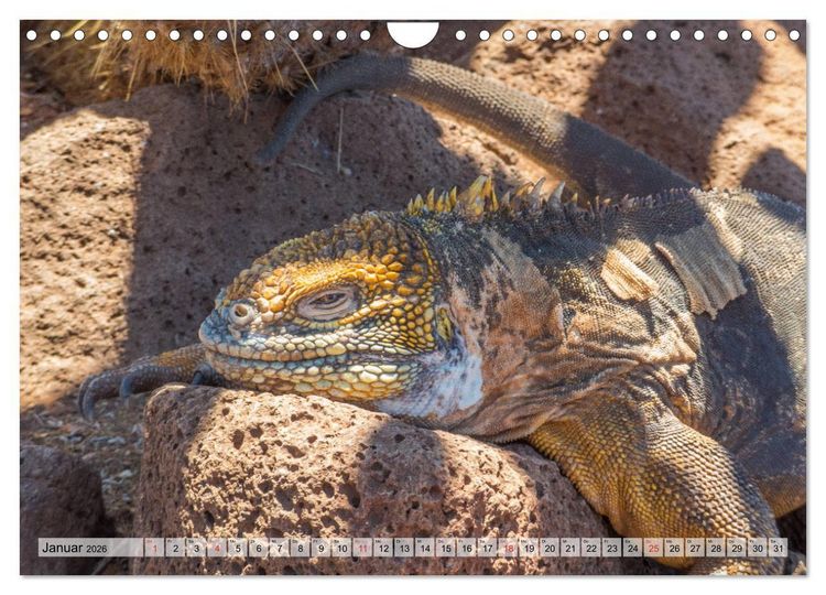 Produktbild: Die Galapagosinseln - Santa Cruz Island (Wandkalender 2026 DIN A4 quer), CALVENDO Monatskalender