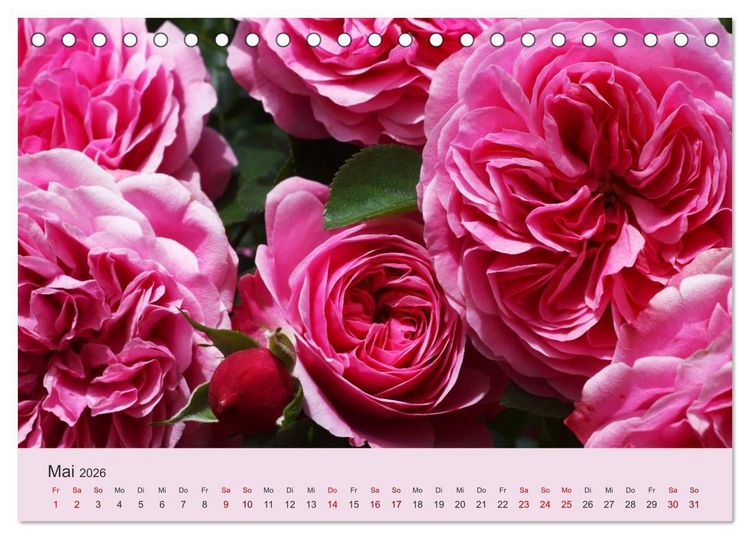 Produktbild: Rosen Reigen im Garten (Tischkalender 2026 DIN A5 quer), CALVENDO Monatskalender