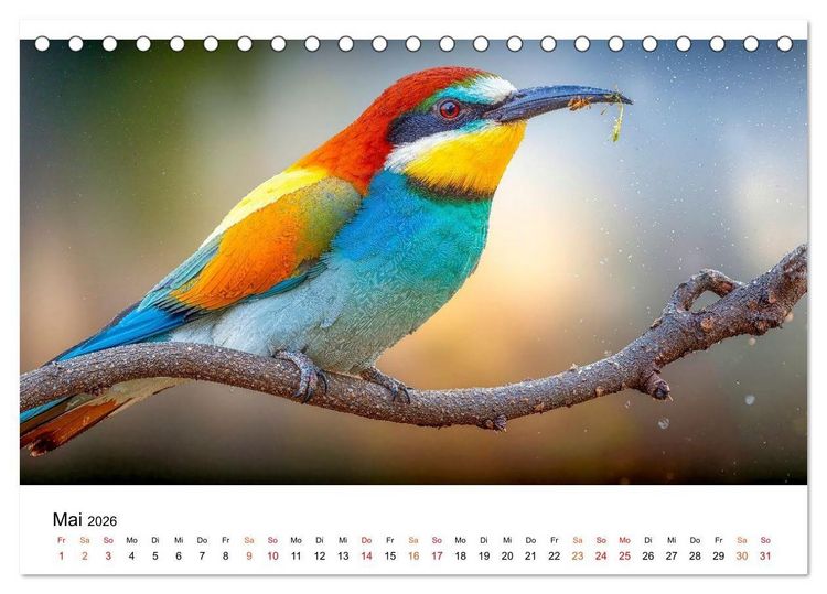 Produktbild: Bienenfresser - im Flug der Farben (Tischkalender 2026 DIN A5 quer), CALVENDO Monatskalender