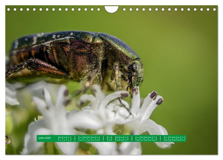 Produktbild: La vie de nos prairie, les ombellif&egrave;res (Calendrier mural 2026 DIN A4 vertical), CALVENDO calendrier mensuel
