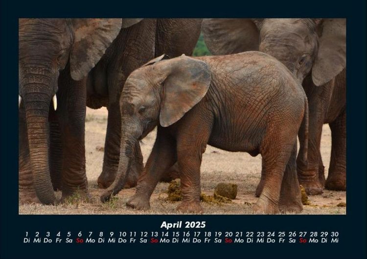 Produktbild: Der Tierkalender 2025 Fotokalender DIN A4