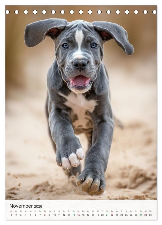 Produktbild: Tiermotive zum Verlieben (Tischkalender 2026 DIN A5 hoch), CALVENDO Monatskalender