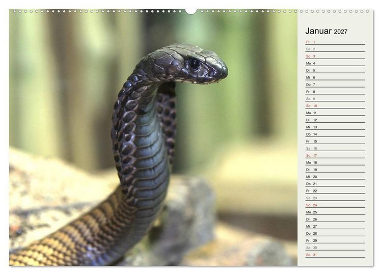 Produktbild: Gef&auml;hrliche Schlangen (hochwertiger Premium Wandkalender 2027 DIN A2 quer), Kunstdruck in Hochglanz
