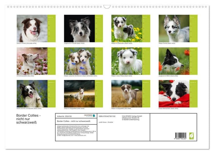 Produktbild: Border Collies - nicht nur schwarzwei&szlig; (Wandkalender 2026 DIN A2 quer), CALVENDO Monatskalender