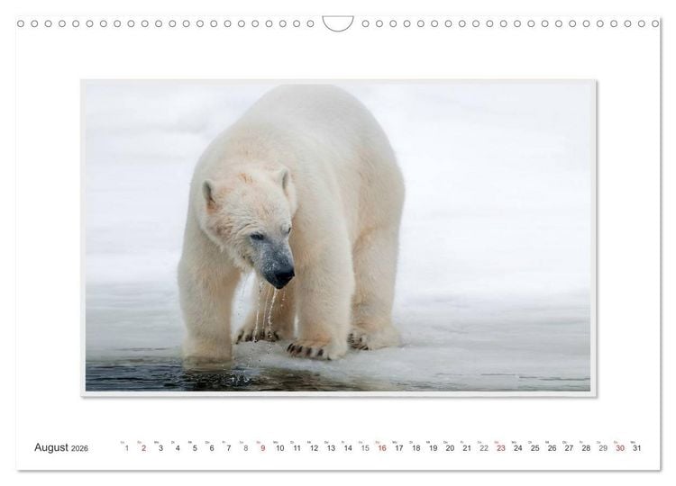 Produktbild: Emotionale Momente: Der Eisb&auml;r. (Wandkalender 2026 DIN A3 quer), CALVENDO Monatskalender
