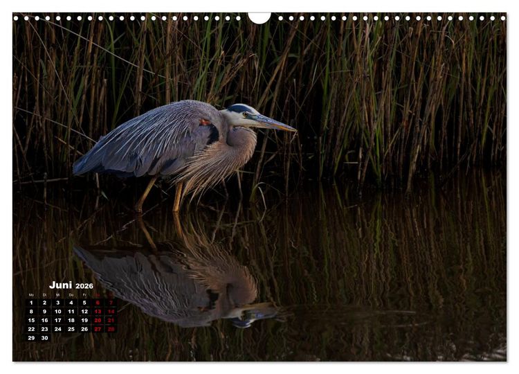 Produktbild: Floridas wunderbare Vogelwelt (Wandkalender 2026 DIN A3 quer), CALVENDO Monatskalender