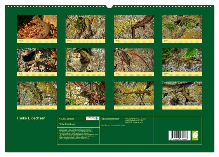 Produktbild: Flinke Eidechsen (hochwertiger Premium Wandkalender 2026 DIN A2 quer), Kunstdruck in Hochglanz
