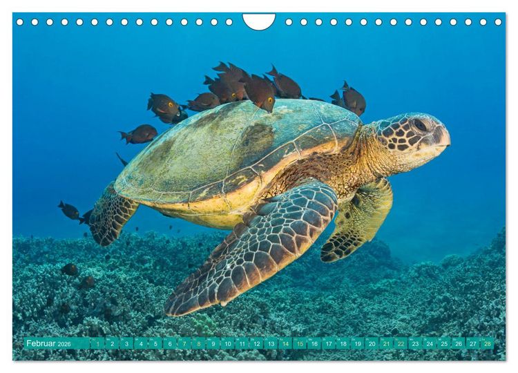 Produktbild: Meeresschildkr&ouml;ten: Aus den blauen Tiefen der Ozeane (Wandkalender 2026 DIN A4 quer), CALVENDO Monatskalender
