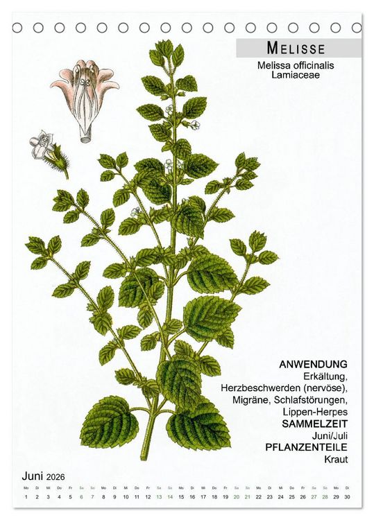 Produktbild: Heilpflanzen (Tischkalender 2026 DIN A5 hoch), CALVENDO Monatskalender