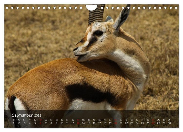 Produktbild: Wildes Ostafrika - Tansania und Kenia hautnah (Wandkalender 2026 DIN A4 quer), CALVENDO Monatskalender