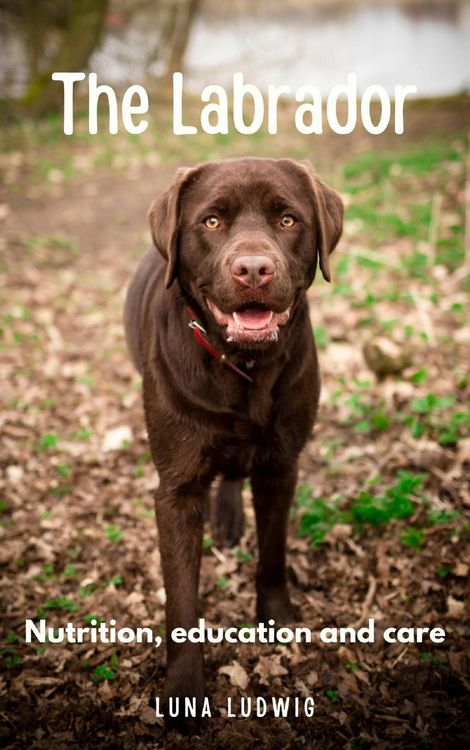 Produktbild: The Labrador nutrition, education and care