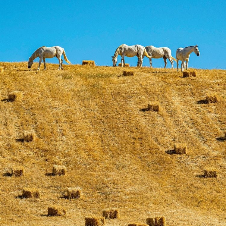 Produktbild: Magic Horses 2027