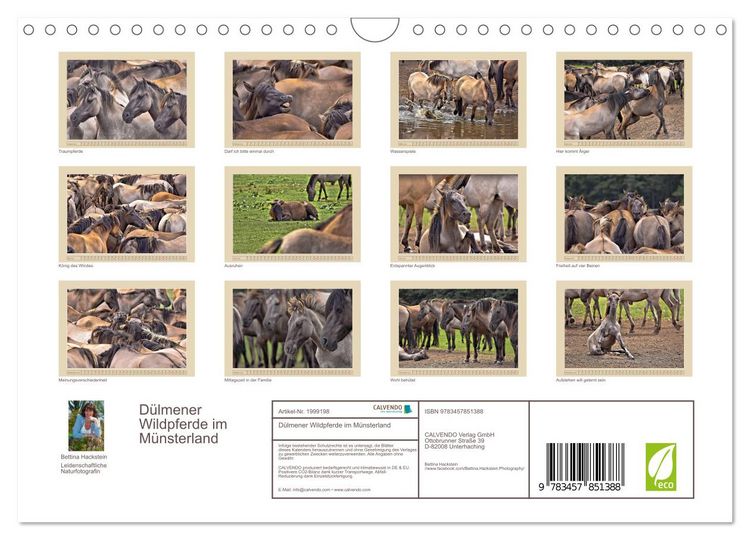 Produktbild: D&uuml;lmener Wildpferde im M&uuml;nsterland (Wandkalender 2026 DIN A4 quer), CALVENDO Monatskalender