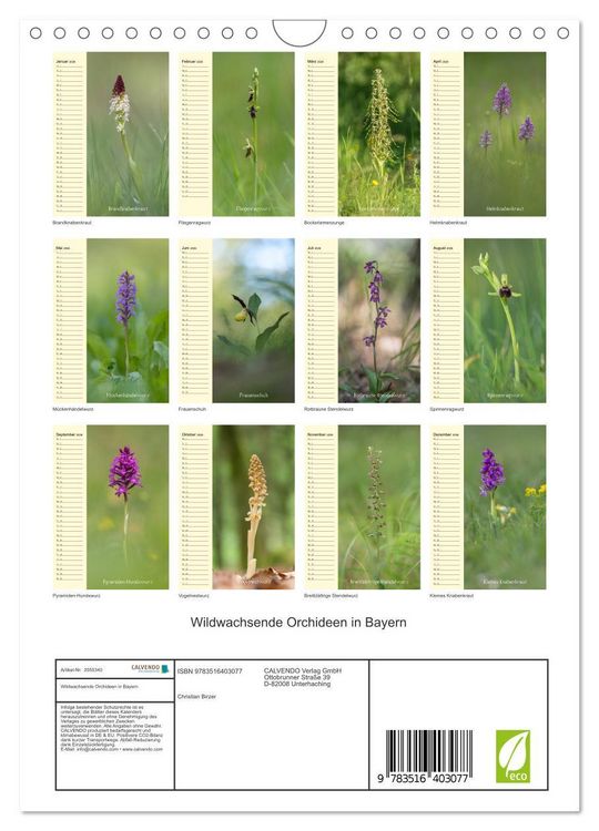 Produktbild: Wildwachsende Orchideen in Bayern (Wandkalender 2026 DIN A4 hoch), CALVENDO Monatskalender