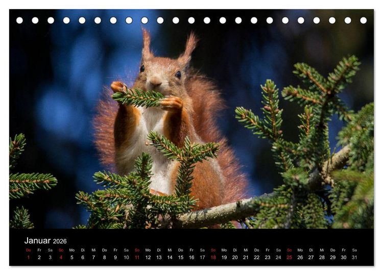 Produktbild: Mit dem Eichh&ouml;rnchen durchs Jahr (Tischkalender 2026 DIN A5 quer), CALVENDO Monatskalender