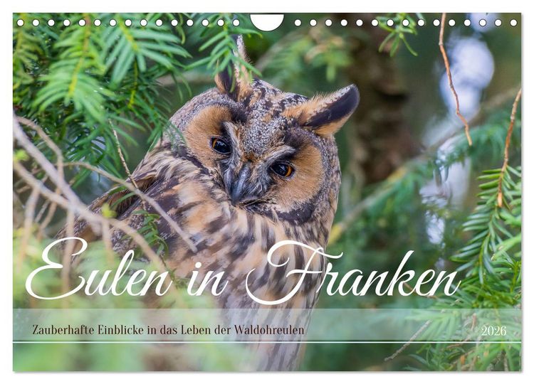 Produktbild: Eulen in Franken (Wandkalender 2026 DIN A4 quer), CALVENDO Monatskalender