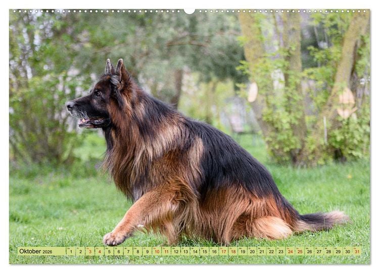 Produktbild: Altdeutsche Sch&auml;ferhunde - Traumhafte Sch&auml;ferhunde Langstockhaar (Wandkalender 2026 DIN A2 quer), CALVENDO Monatskalender