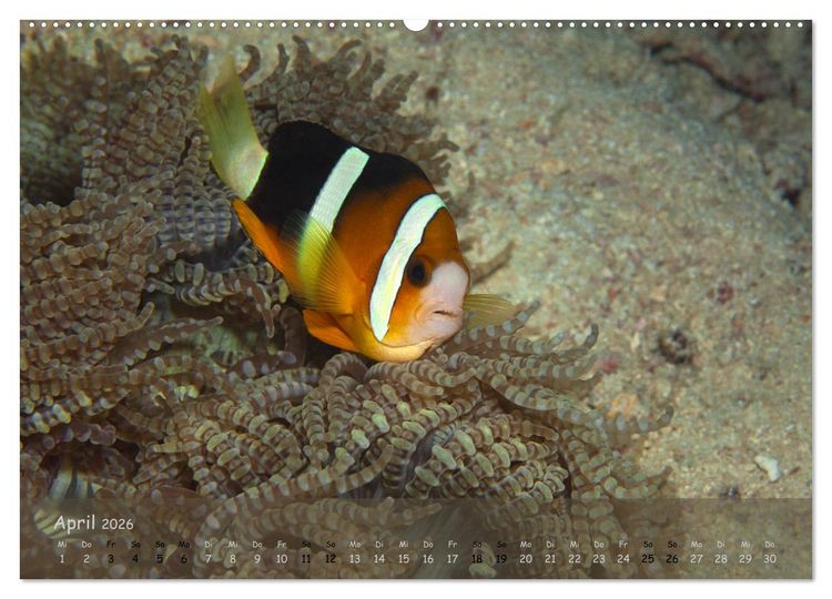 Produktbild: Anemonenfische - Streitbare Gesellen (Wandkalender 2026 DIN A2 quer), CALVENDO Monatskalender