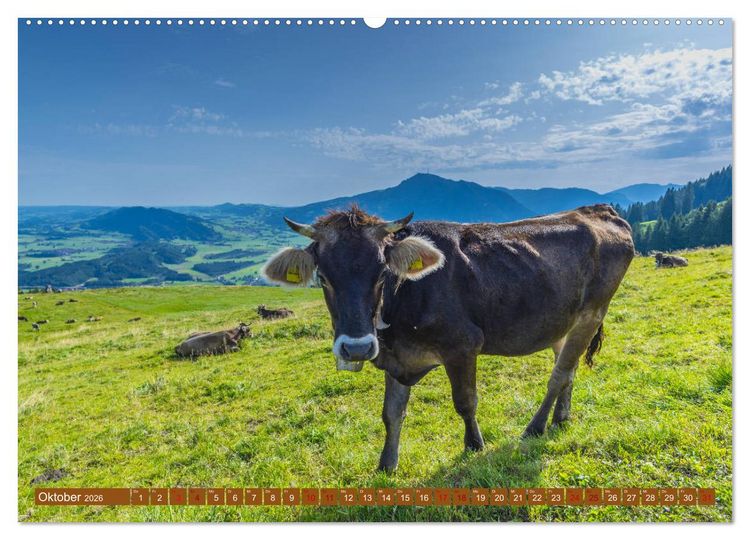 Produktbild: Allg&auml;uer Sch&ouml;nheiten Allg&auml;u - Land der K&uuml;he (Wandkalender 2026 DIN A2 quer), CALVENDO Monatskalender