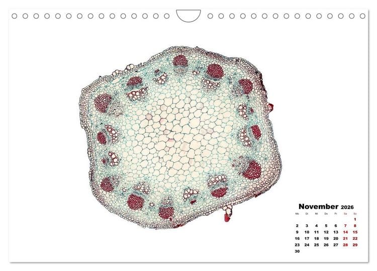 Produktbild: Pflanzen unter dem Mikroskop (Wandkalender 2026 DIN A4 quer), CALVENDO Monatskalender