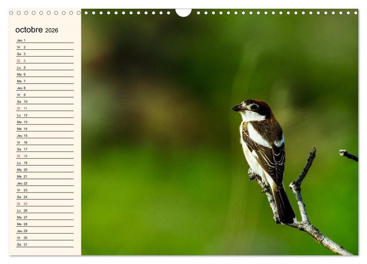 Produktbild: Notre nature sauvage, les passereaux d'Europe (Calendrier mural 2026 DIN A3 vertical), CALVENDO calendrier mensuel