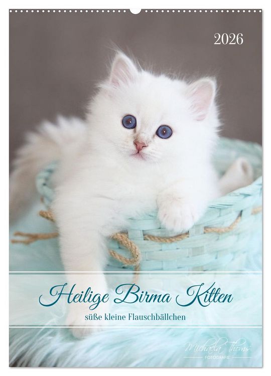 Produktbild: Heilige Birma Kitten - s&uuml;&szlig;e kleine Flauschb&auml;llchen (Wandkalender 2026 DIN A2 hoch), CALVENDO Monatskalender