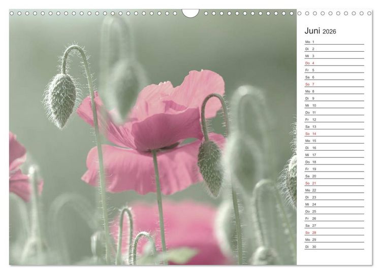 Produktbild: Blumenfreude Terminkalender (Wandkalender 2026 DIN A3 quer), CALVENDO Monatskalender