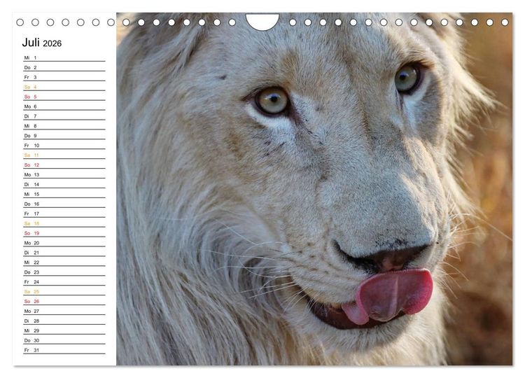 Produktbild: LION KING SELFIES L&ouml;wen hautnah (Wandkalender 2026 DIN A4 quer), CALVENDO Monatskalender