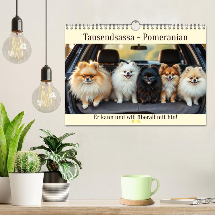 Produktbild: Tausendsassa - Pomeranian (Wandkalender 2026 DIN A4 quer), CALVENDO Monatskalender