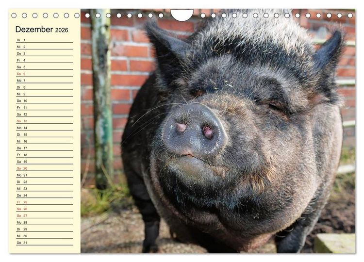 Produktbild: Von S&auml;uen die Schwein haben! (Wandkalender 2026 DIN A4 quer), CALVENDO Monatskalender