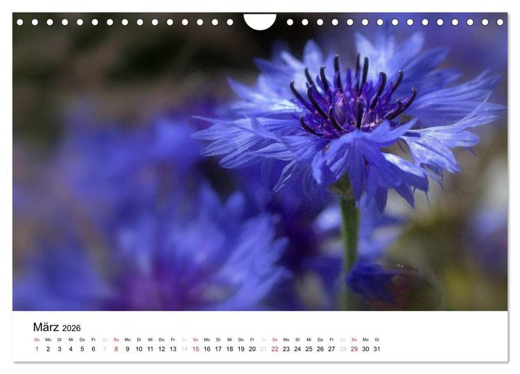 Produktbild: Zarte Natur 2026 (Wandkalender 2026 DIN A4 quer), CALVENDO Monatskalender