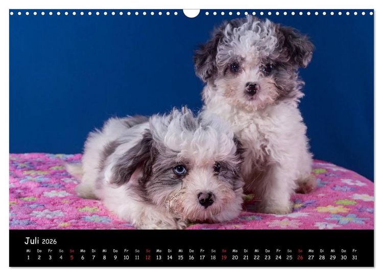 Produktbild: Bolonka Welpenstube (Wandkalender 2026 DIN A3 quer), CALVENDO Monatskalender