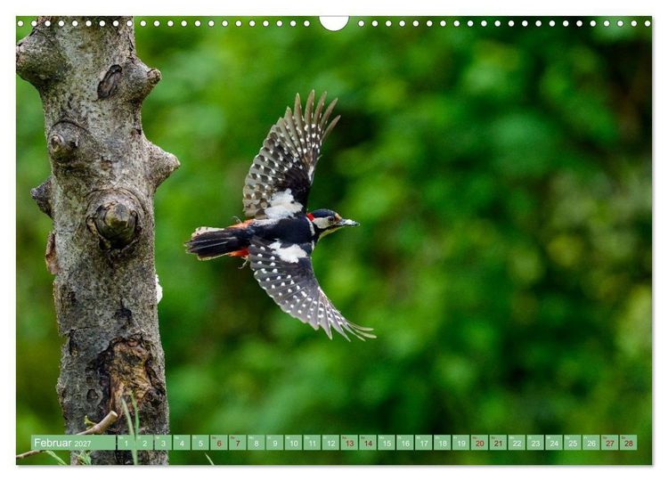 Produktbild: Buntspechte im Flug (Wandkalender 2027 DIN A3 quer), CALVENDO Monatskalender