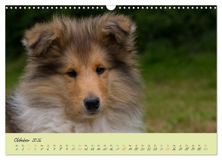 Produktbild: Collie Welpen zum Verlieben (Wandkalender 2026 DIN A3 quer), CALVENDO Monatskalender