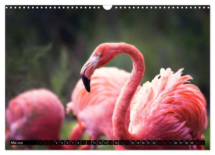 Produktbild: Wild Animals - Wilde Tiere (Wandkalender 2026 DIN A3 quer), CALVENDO Monatskalender