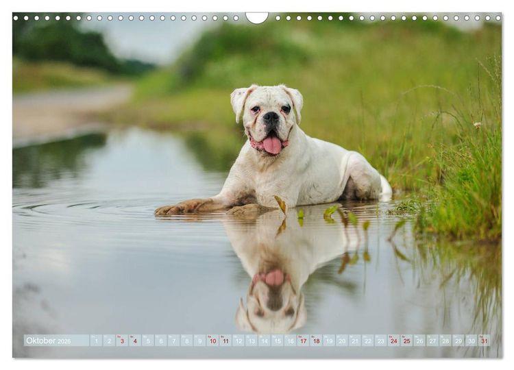 Produktbild: Gut - besser - Boxer (Wandkalender 2026 DIN A3 quer), CALVENDO Monatskalender