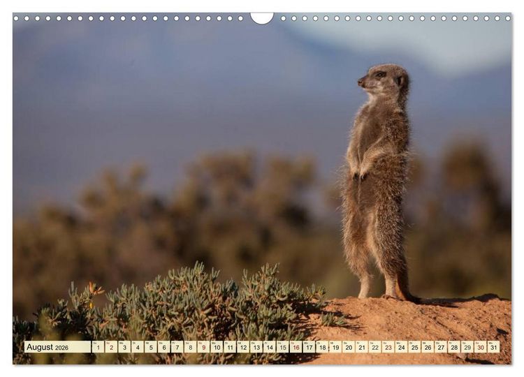 Produktbild: Afrika. Botswanas wundervolle Tierwelt (Wandkalender 2026 DIN A3 quer), CALVENDO Monatskalender