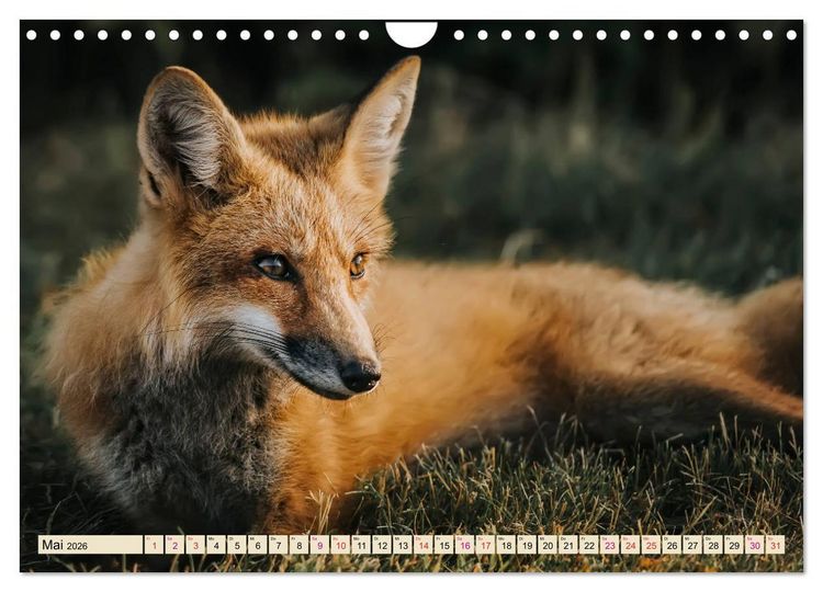Produktbild: Fuchs - schlauer R&auml;uber (Wandkalender 2026 DIN A4 quer), CALVENDO Monatskalender