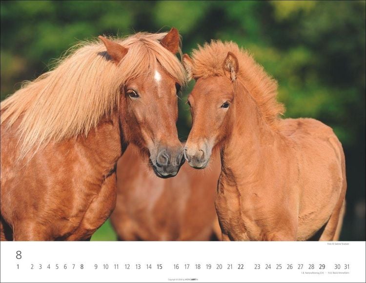 Produktbild: Islandpferde Kalender 2027