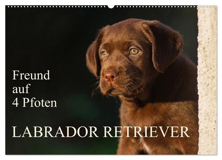 Produktbild: Freund auf 4 Pfoten - Labrador Retriever (Wandkalender 2026 DIN A2 quer), CALVENDO Monatskalender