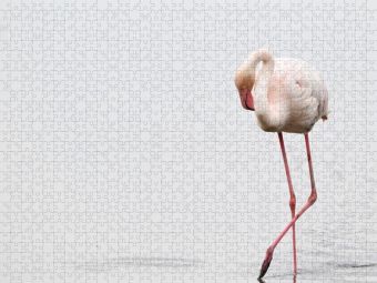 Produktbild: CALVENDO Puzzle Flamingo | 1000 Teile Lege-Gr&ouml;&szlig;e 64x48cm Foto-Puzzle f&uuml;r gl&uuml;ckliche Stunden