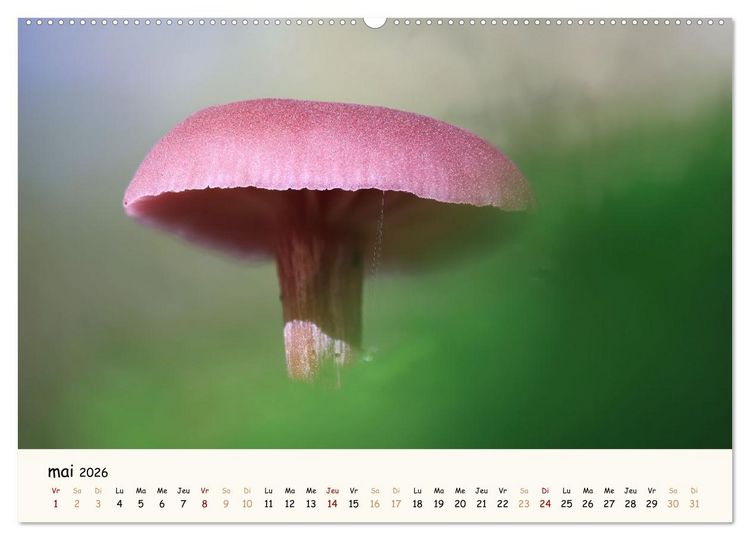 Produktbild: Champignons magiques (Calendrier mural 2026 DIN A2 vertical), CALVENDO calendrier mensuel
