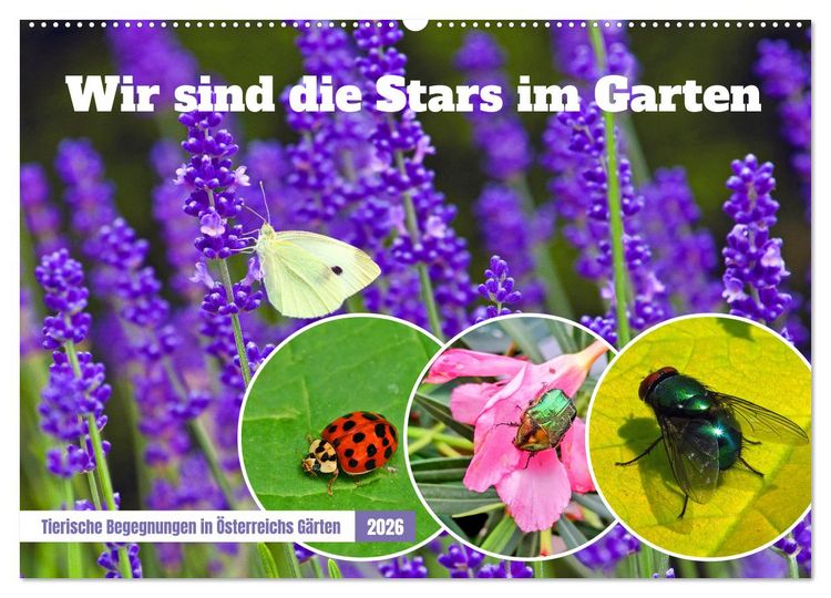 Produktbild: Wir sind die Stars im Garten (Wandkalender 2026 DIN A2 quer), CALVENDO Monatskalender