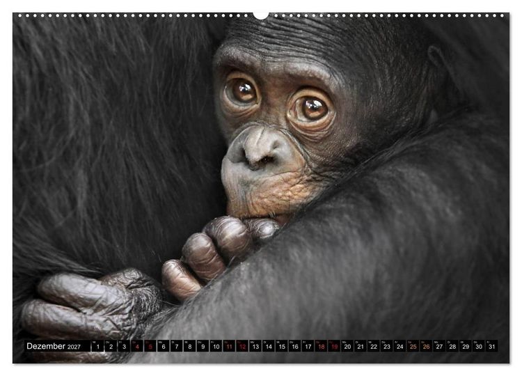 Produktbild: MENSCHEN-AFFEN-KINDER (hochwertiger Premium Wandkalender 2027 DIN A2 quer), Kunstdruck in Hochglanz