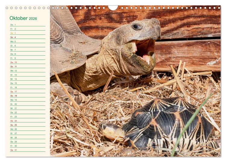 Produktbild: Meine Schildkr&ouml;ten - Geburtstagskalender (Wandkalender 2026 DIN A3 quer), CALVENDO Monatskalender
