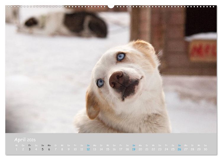 Produktbild: Alaskan Huskies (hochwertiger Premium Wandkalender 2026 DIN A2 quer), Kunstdruck in Hochglanz