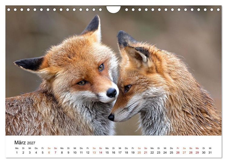 Produktbild: F&uuml;chse - Wanderer durch Moos und Farn (Wandkalender 2027 DIN A4 quer), CALVENDO Monatskalender