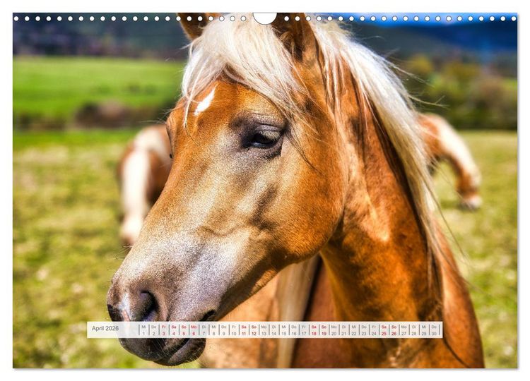 Produktbild: Haflinger im Th&uuml;ringer Wald (Wandkalender 2026 DIN A3 quer), CALVENDO Monatskalender