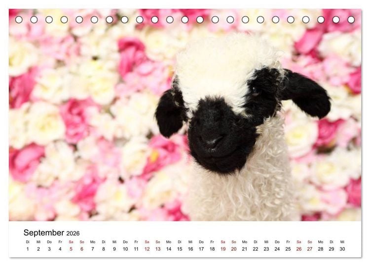 Produktbild: Walliser Schwarznasenschaf Valais Blacknose Sheep (Tischkalender 2026 DIN A5 quer), CALVENDO Monatskalender